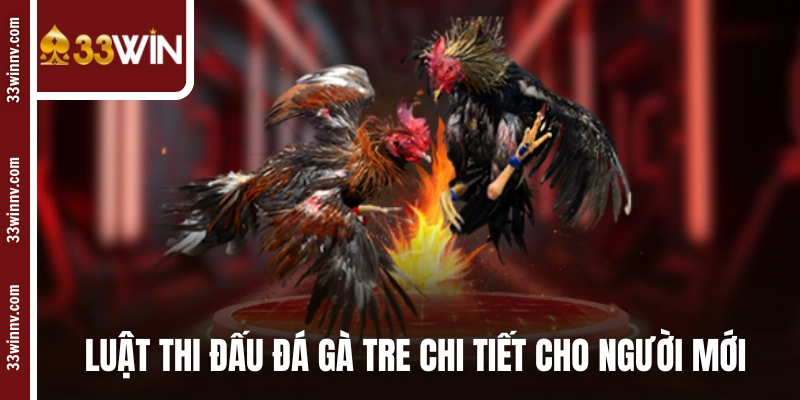 Luật thi đấu đá gà tre chi tiết cho người mới